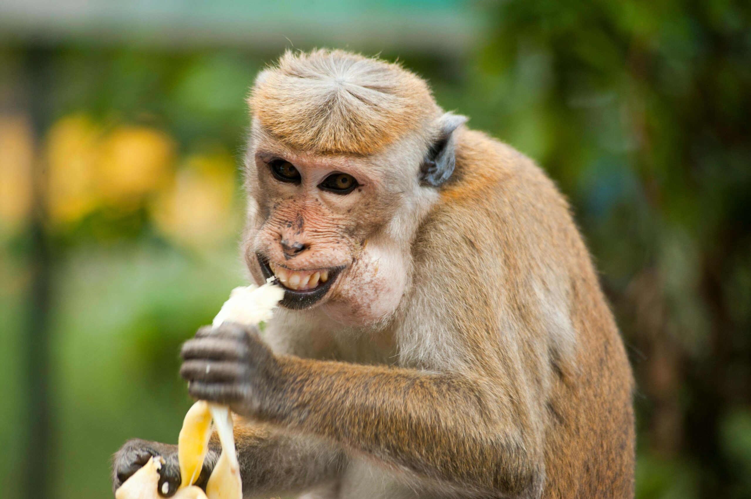 Alimentação e Humor: Como Comer Melhor Pode Melhorar Seu Dia